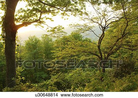 Picture -  Boone, Blue Ridge Parkway, NC, North Carolina, Blue Ridge Mountains, Appalachian Mts.. Fotosearch