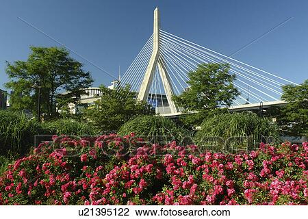 Boston, MA, Massachusetts, Downtown, Charles River Bridge, cable-stayed bridge, The Big Dig View Large Photo Image Stock Image - Boston, MA, Massachusetts, Downtown, Charles River Bridge, cable-stayed bridge, The Big Dig. Fotosearch