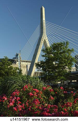 Boston, MA, Massachusetts, Downtown, Charles River Bridge, cable-stayed bridge, The Big Dig View Large Photo Image Stock Photo - Boston, MA, Massachusetts, Downtown, Charles River Bridge, cable-stayed bridge, The Big Dig. Fotosearch