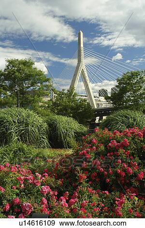 Boston, MA, Massachusetts, Downtown, Charles River Bridge, cable-stayed bridge, The Big Dig View Large Photo Image Stock Photo - Boston, MA, Massachusetts, Downtown, Charles River Bridge, cable-stayed bridge, The Big Dig. Fotosearch