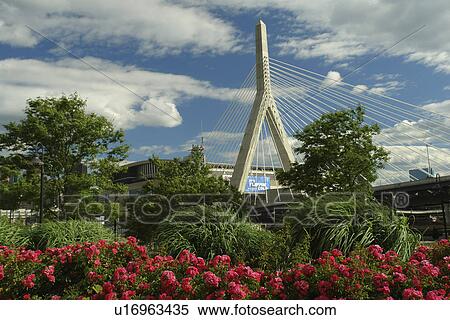 Boston, MA, Massachusetts, Downtown, Charles River Bridge, cable-stayed bridge, The Big Dig View Large Photo Image Stock Photography - Boston, MA, Massachusetts, Downtown, Charles River Bridge, cable-stayed bridge, The Big Dig. Fotosearch