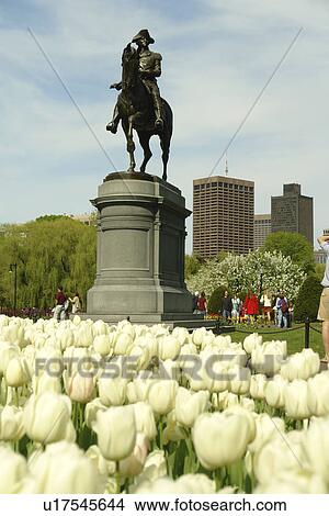 Boston, MA, Massachusetts, Public Garden View Large Photo Image Picture - Boston, MA, Massachusetts, Public Garden. Fotosearch