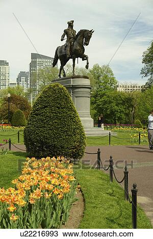 Boston, MA, Massachusetts, Public Garden View Large Photo Image Stock Image - Boston, MA, Massachusetts, Public Garden. Fotosearch