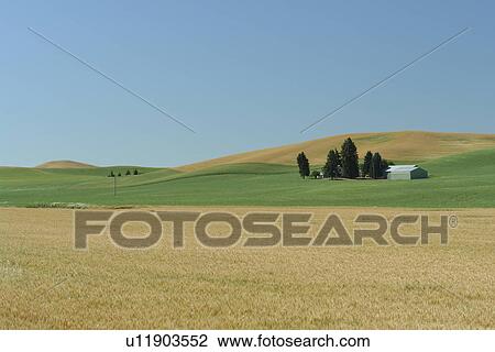Colfax, The Palouse Country, WA, Washington, Whitman County, rolling hills, fields, farmland View Large Photo Image Stock Image - Colfax, The Palouse Country, WA, Washington, Whitman County, rolling hills, fields, farmland. Fotosearch