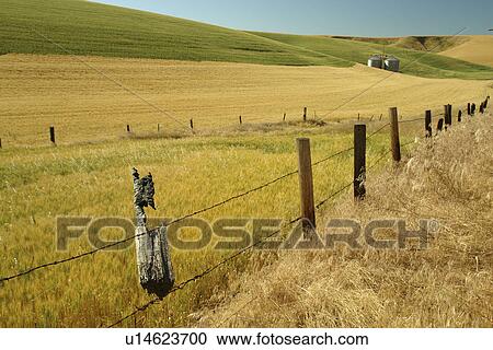 Stock Image -  Colfax, The Palouse Country, WA, Washington, Whitman County, rolling hills, fields, farmland. Fotosearch