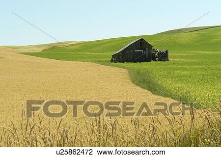 Colfax, The Palouse Country, WA, Washington, Whitman County, rolling hills, fields, farmland View Large Photo Image Stock Image - Colfax, The Palouse Country, WA, Washington, Whitman County, rolling hills, fields, farmland. Fotosearch