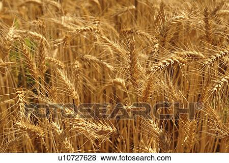 Colfax, The Palouse Country, WA, Washington, Whitman County, wheat, close-up View Large Photo Image Stock Photo - Colfax, The Palouse Country, WA, Washington, Whitman County, wheat, close-up. Fotosearch