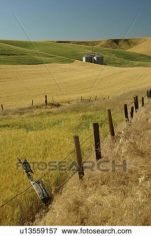 Colfax, The Palouse Country, WA, Washington, Whitman County, rolling hills, fields, farmland View Large Photo Image Stock Photo - Colfax, The Palouse Country, WA, Washington, Whitman County, rolling hills, fields, farmland. Fotosearch