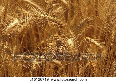 Colfax, The Palouse Country, WA, Washington, Whitman County, wheat, close-up View Large Photo Image Stock Photo - Colfax, The Palouse Country, WA, Washington, Whitman County, wheat, close-up. Fotosearch