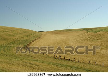 Colfax, The Palouse Country, WA, Washington, Whitman County, rolling hills, fields, farmland View Large Photo Image Stock Photo - Colfax, The Palouse Country, WA, Washington, Whitman County, rolling hills, fields, farmland. Fotosearch