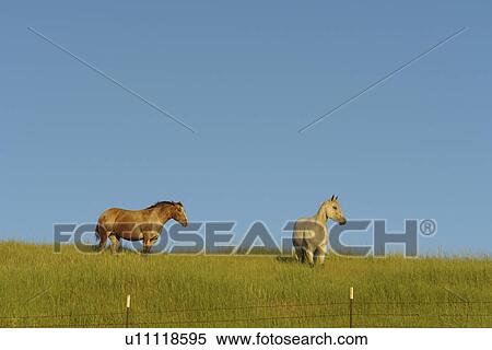 Colfax, The Palouse Country, WA, Washington, Whitman County, horses View Large Photo Image Stock Photography - Colfax, The Palouse Country, WA, Washington, Whitman County, horses. Fotosearch