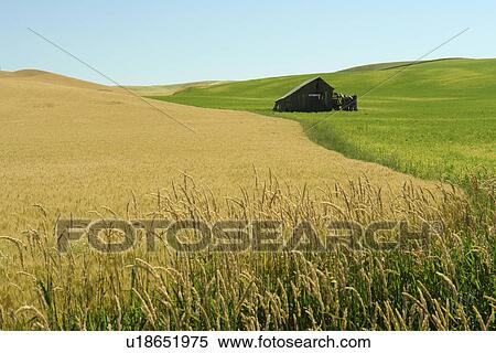 Stock Photography -  Colfax, The Palouse Country, WA, Washington, Whitman County, rolling hills, fields, farmland. Fotosearch
