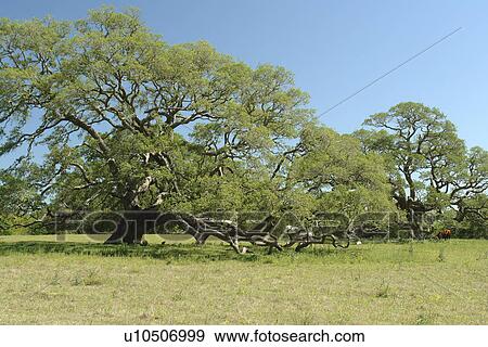 Colorado County, Texas, TX, View Large Photo Image Stock Photo - Colorado County, Texas, TX, . Fotosearch