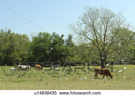 Colorado County, Texas, TX, View Large Photo Image Stock Photography - Colorado County, Texas, TX, . Fotosearch
