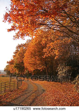 colorful foliage, trees, dirt road, Blue Ridge Parkway, Virginia, VA View Large Photo Image Stock Photography - colorful foliage, trees, dirt road, Blue Ridge Parkway, Virginia, VA. Fotosearch