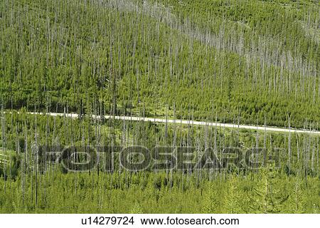 Picture -  Colville National Forest, WA, Washington, Route 20, Sherman Pass Scenic Byway, 1988 Wildfire, White Mountain. Fotosearch