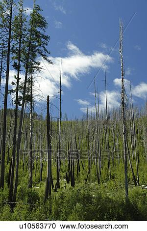 Colville National Forest, WA, Washington, Route 20, Sherman Pass Scenic Byway, 1988 Wildfire, White Mountain View Large Photo Image Stock Image - Colville National Forest, WA, Washington, Route 20, Sherman Pass Scenic Byway, 1988 Wildfire, White Mountain. Fotosearch