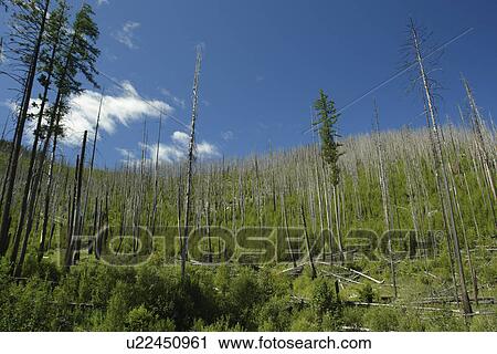 Stock Image -  Colville National Forest, WA, Washington, Route 20, Sherman Pass Scenic Byway, 1988 Wildfire, White Mountain. Fotosearch