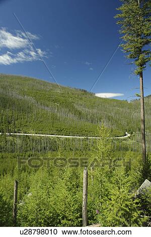 Stock Image -  Colville National Forest, WA, Washington, Route 20, Sherman Pass Scenic Byway, 1988 Wildfire, White Mountain. Fotosearch