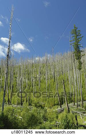 Colville National Forest, WA, Washington, Route 20, Sherman Pass Scenic Byway, 1988 Wildfire, White Mountain View Large Photo Image Stock Photography - Colville National Forest, WA, Washington, Route 20, Sherman Pass Scenic Byway, 1988 Wildfire, White Mountain. Fotosearch
