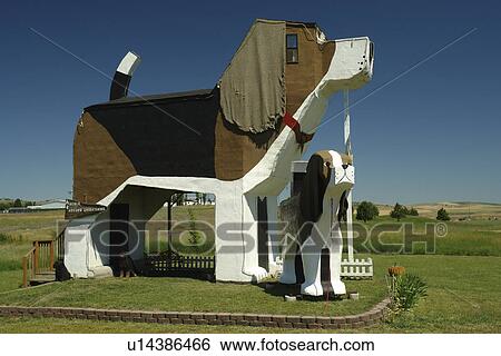 Cottonwood, ID, Idaho, Camas Prairie, World's Biggest Beagle, Bed and Breakfast, roadside attraction View Large Photo Image Stock Photograph - Cottonwood, ID, Idaho, Camas Prairie, World's Biggest Beagle, Bed and Breakfast, roadside attraction. Fotosearch