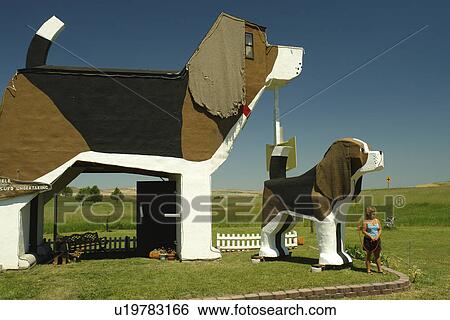 Cottonwood, ID, Idaho, Camas Prairie, World's Biggest Beagle, Bed and Breakfast, roadside attraction View Large Photo Image Stock Photograph - Cottonwood, ID, Idaho, Camas Prairie, World's Biggest Beagle, Bed and Breakfast, roadside attraction. Fotosearch