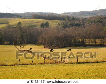 cows, pasture, Blue Ridge Parkway, Galax, Virginia, VA View Large Photo Image Stock Photo - cows, pasture, Blue Ridge Parkway, Galax, Virginia, VA. Fotosearch