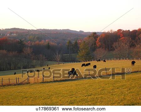 cows, pasture, farm, Blue Ridge Parkway, Virginia, VA View Large Photo Image Stock Image - cows, pasture, farm, Blue Ridge Parkway, Virginia, VA. Fotosearch