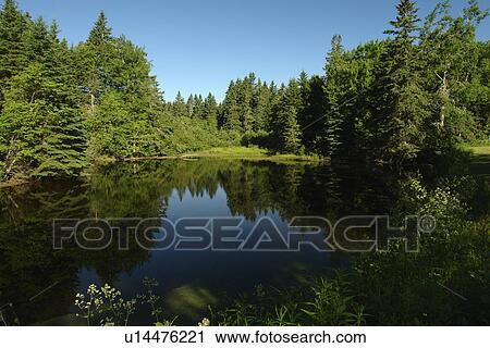 Stock Image -  Dennysville, ME, Maine, Cobscook State Park. Fotosearch