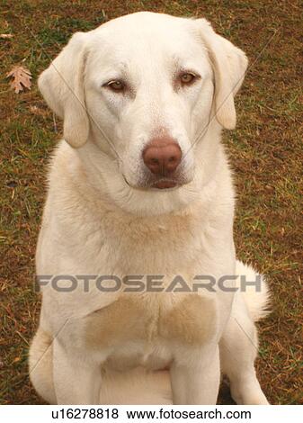 dog, Anatolian Shepherds, cow, Blue Ridge Parkway, Virginia, VA View Large Photo Image Stock Photo - dog, Anatolian Shepherds, cow, Blue Ridge Parkway, Virginia, VA. Fotosearch