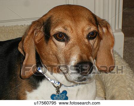 Stock Photography -  dog, Atlanta, Georgia, GA. Fotosearch