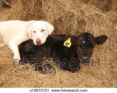 dog, calf, Anatolian Shepard, Black Angus, Blue Ridge Parkway, Virginia, VA View Large Photo Image Stock Image - dog, calf, Anatolian Shepard, Black Angus, Blue Ridge Parkway, Virginia, VA. Fotosearch