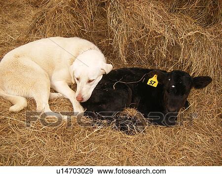 Stock Photo -  dog, calf, Anatolian Shepard, Black Angus, Blue Ridge Parkway, Virginia, VA. Fotosearch