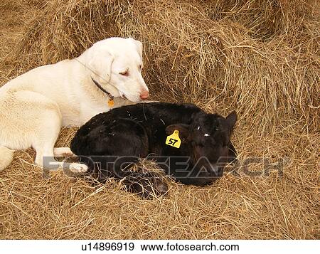 dog, calf, Anatolian Shepard, Black Angus, Blue Ridge Parkway, Virginia, VA View Large Photo Image Stock Photo - dog, calf, Anatolian Shepard, Black Angus, Blue Ridge Parkway, Virginia, VA. Fotosearch