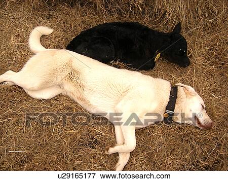 dog, calf, Anatolian Shepard, Black Angus, Blue Ridge Parkway, Virginia, VA View Large Photo Image Stock Photo - dog, calf, Anatolian Shepard, Black Angus, Blue Ridge Parkway, Virginia, VA. Fotosearch