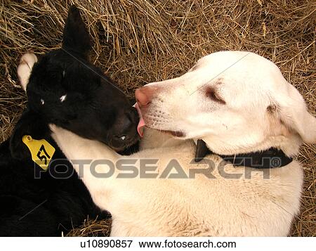 Stock Photo -  dog, calf, licking, nose, Anatolian Shepard, Black Angus, Blue Ridge Parkway, Virginia, VA. Fotosearch