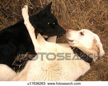 dog, calf, nose to nose, Anatolian Shepard, Black Angus, Blue Ridge Parkway, Virginia, VA View Large Photo Image Stock Image - dog, calf, nose to nose, Anatolian Shepard, Black Angus, Blue Ridge Parkway, Virginia, VA. Fotosearch