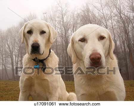 dogs, Anatolian Shepherds, Blue Ridge Parkway, Virginia, VA View Large Photo Image Stock Image - dogs, Anatolian Shepherds, Blue Ridge Parkway, Virginia, VA. Fotosearch