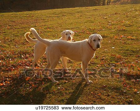 Stock Image -  dogs, Anatolian Shepherds, Blue Ridge Parkway, Virginia, VA. Fotosearch