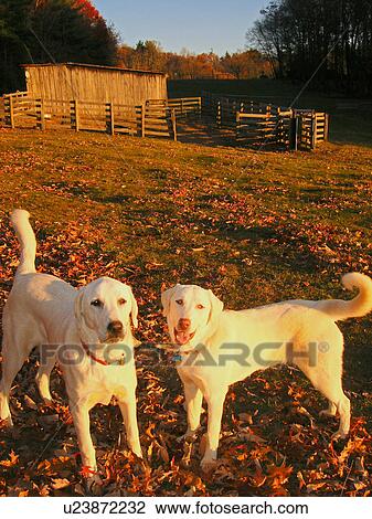 dogs, Anatolian Shepherds, Blue Ridge Parkway, Virginia, VA View Large Photo Image Stock Image - dogs, Anatolian Shepherds, Blue Ridge Parkway, Virginia, VA. Fotosearch