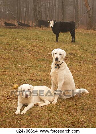 dogs, Anatolian Shepherds, cows, Blue Ridge Parkway, Virginia, VA View Large Photo Image Picture - dogs, Anatolian Shepherds, cows, Blue Ridge Parkway, Virginia, VA. Fotosearch