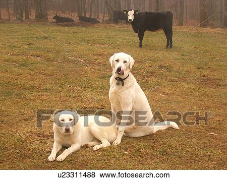 Stock Photo -  dogs, Anatolian Shepherds, cows, Blue Ridge Parkway, Virginia, VA. Fotosearch