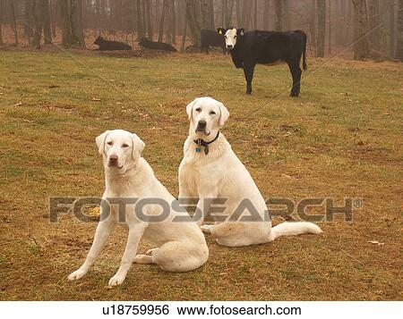 dogs, Anatolian Shepherds, cows, Blue Ridge Parkway, Virginia, VA View Large Photo Image Stock Photograph - dogs, Anatolian Shepherds, cows, Blue Ridge Parkway, Virginia, VA. Fotosearch