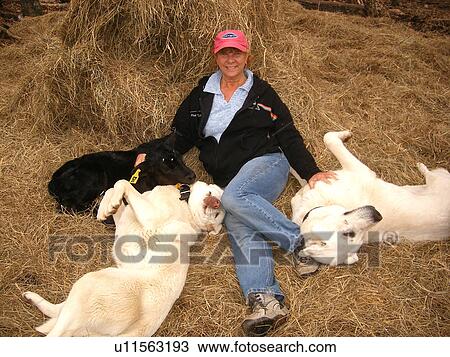 dogs, calf, woman, Anatolian Shepard, Black Angus, Blue Ridge Parkway, Virginia, VA View Large Photo Image Stock Image - dogs, calf, woman, Anatolian Shepard, Black Angus, Blue Ridge Parkway, Virginia, VA. Fotosearch