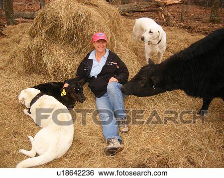 dogs, calf, woman, Anatolian Shepard, Black Angus Cow, Blue Ridge Parkway, Virginia, VA View Large Photo Image Stock Photograph - dogs, calf, woman, Anatolian Shepard, Black Angus Cow, Blue Ridge Parkway, Virginia, VA. Fotosearch