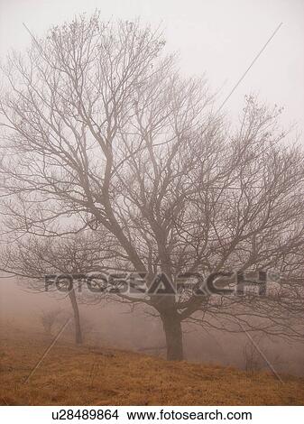 Picture -  field, fog, Galax, Virginia, VA. Fotosearch