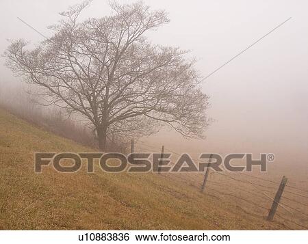 field, fog, Galax, Virginia, VA View Large Photo Image Stock Photograph - field, fog, Galax, Virginia, VA. Fotosearch