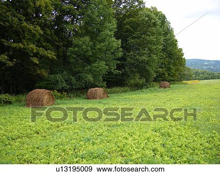 field, hay bales, Montpelier, Vermont, VT View Large Photo Image Stock Photo - field, hay bales, Montpelier, Vermont, VT. Fotosearch