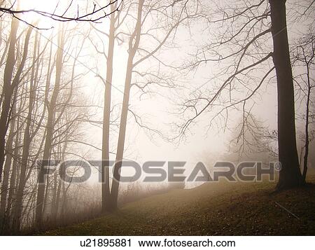 fog, trees, Galax, Virginia, VA View Large Photo Image Stock Image - fog, trees, Galax, Virginia, VA. Fotosearch