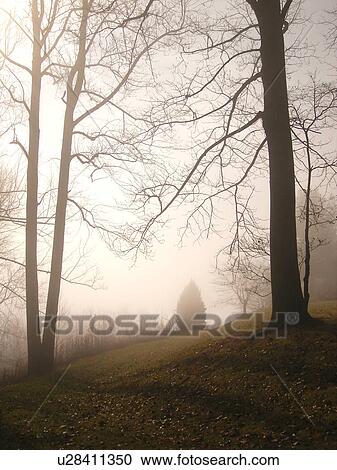 fog, trees, Galax, Virginia, VA View Large Photo Image Stock Image - fog, trees, Galax, Virginia, VA. Fotosearch